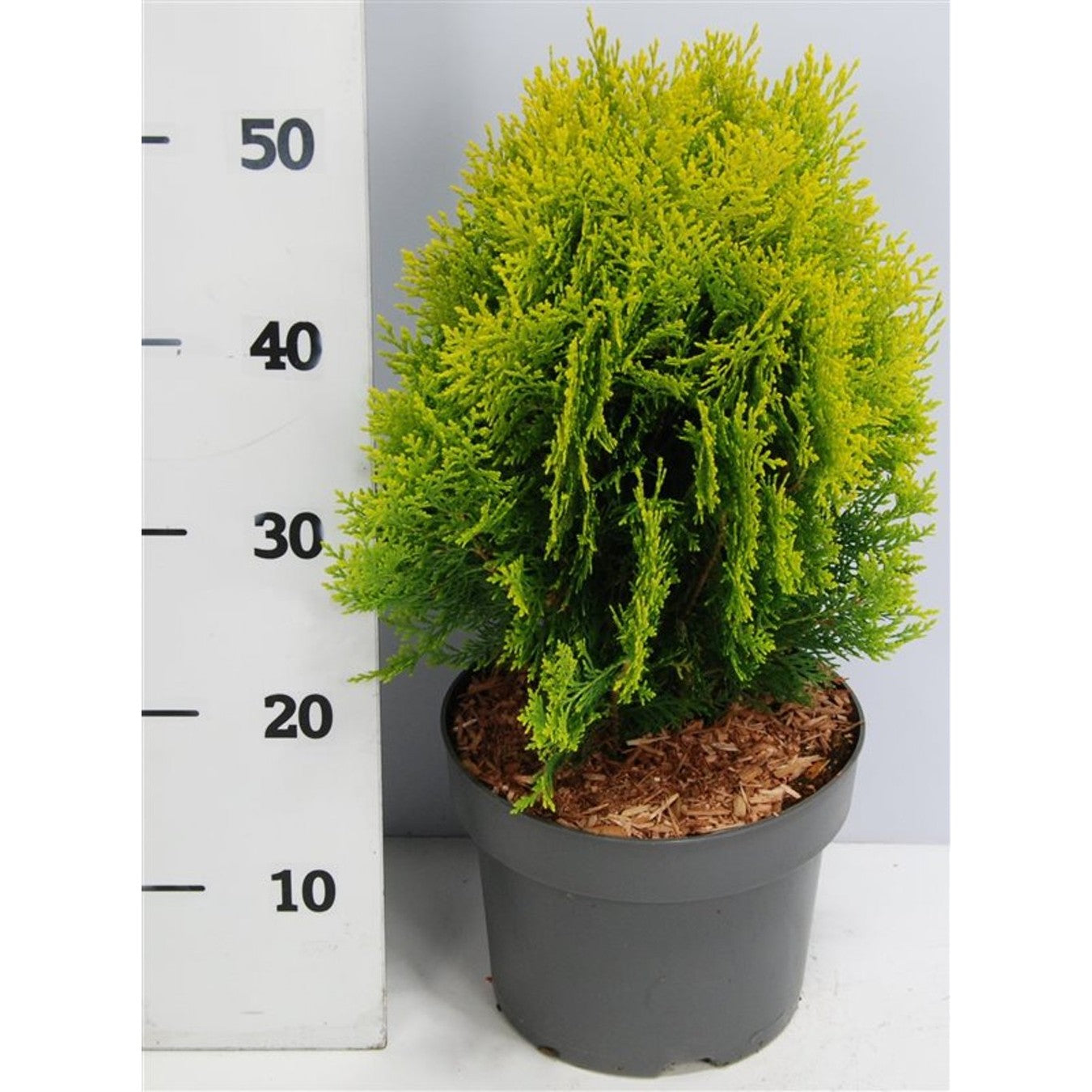 Thuja – Thuja occidentalis 'Aurea Nana' - C5 30-40 cm.